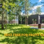 best tree for front yard